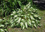 Hosta undulata