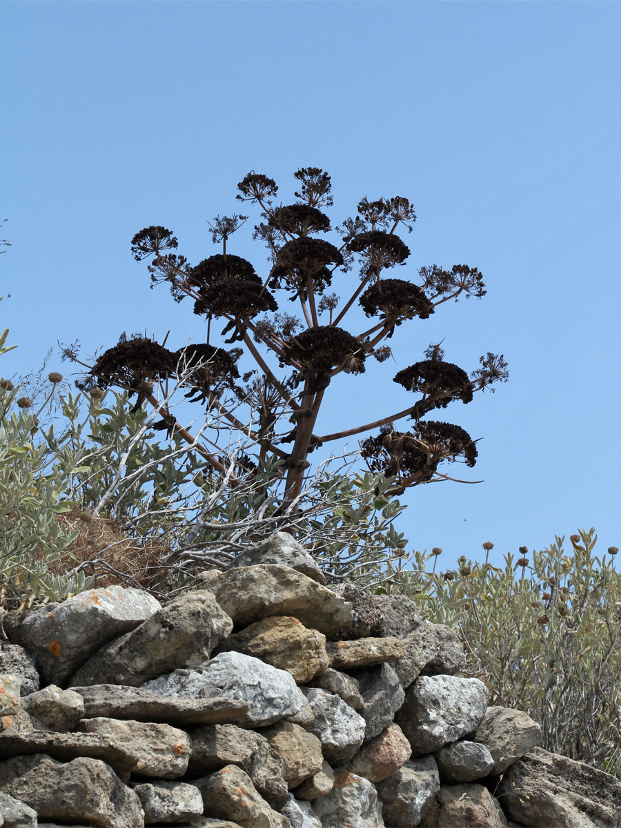 Image of Ferula communis specimen.