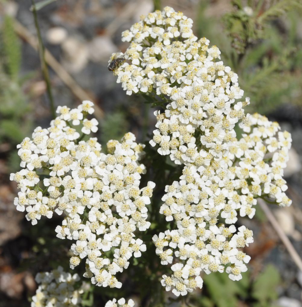 Изображение особи Achillea crithmifolia.