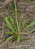 Silene chlorantha