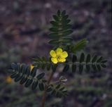Tribulus terrestris. Верхушка побега с цветком. Крым, г. Саки, газон. 10.08.2017.