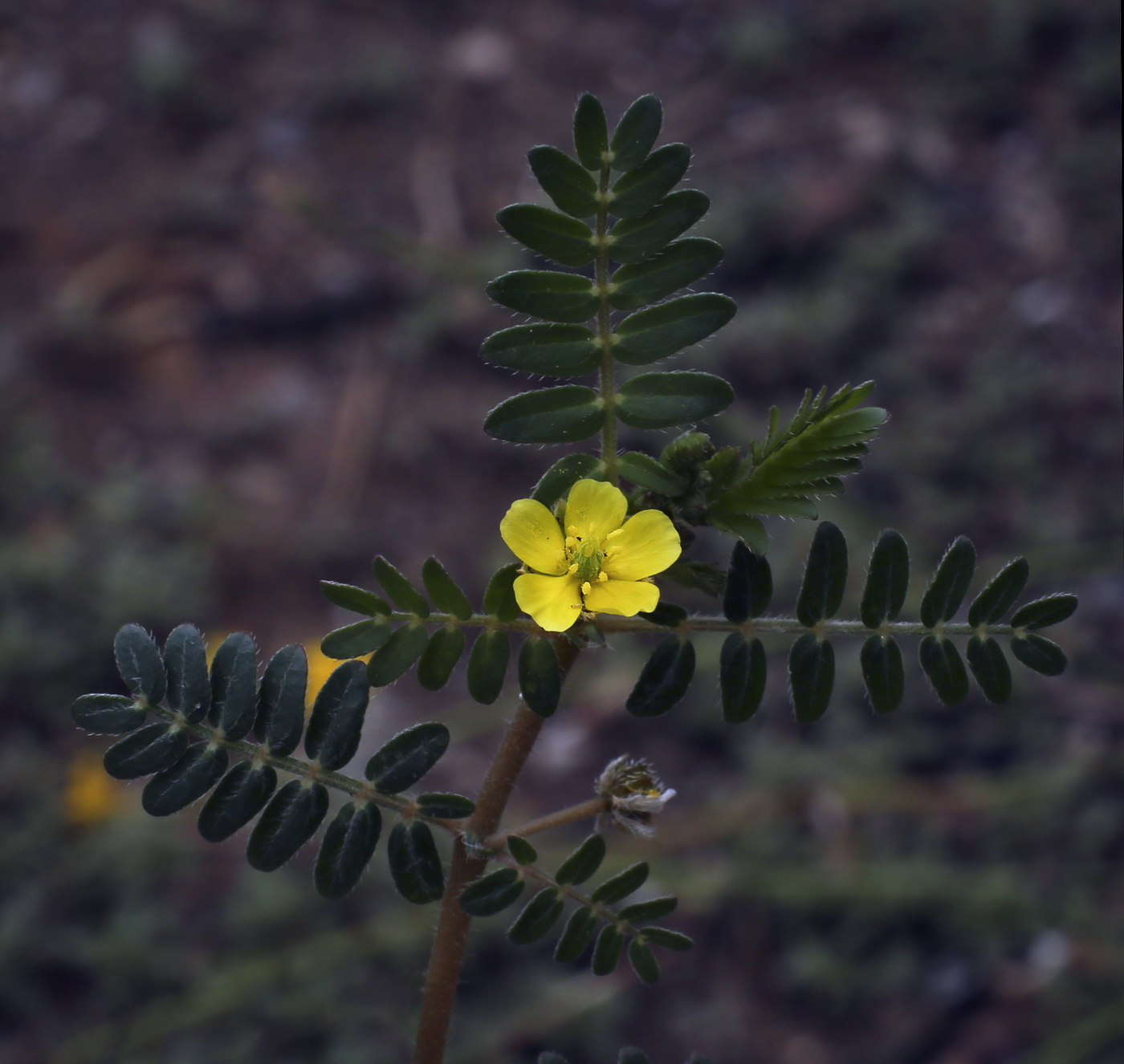 Изображение особи Tribulus terrestris.