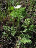 Orlaya daucoides. Цветущее растение. Южный Берег Крыма, каменистая поляна над бухтой Ласпи. 26 апреля 2010 г.