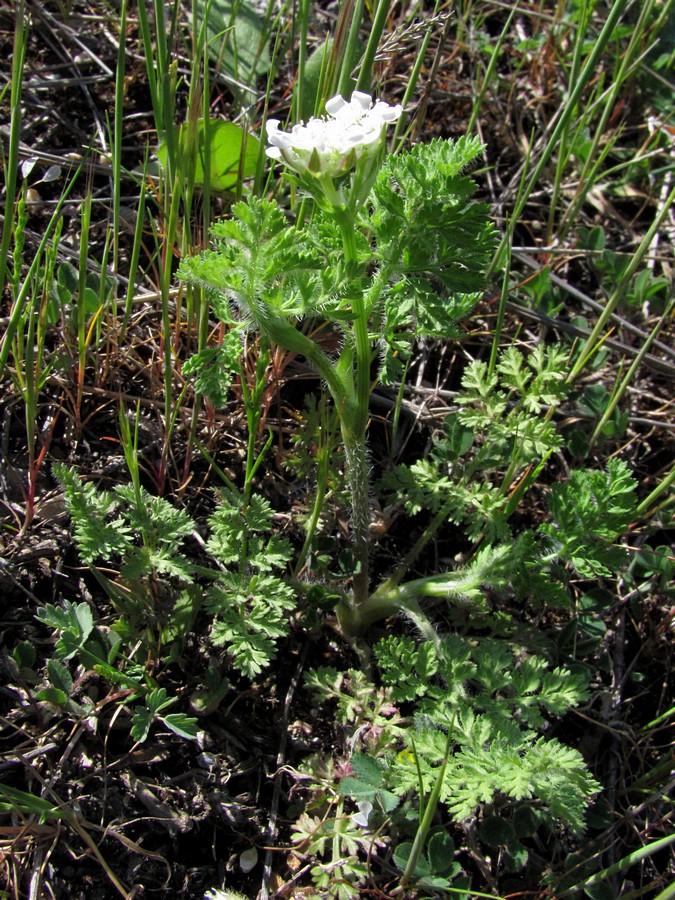 Image of Orlaya daucoides specimen.