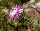 Centaurea jacea ssp. substituta