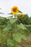 Helianthus annuus. Верхушка цветущего растения. Краснодарский край, Абинский р-н, ст. Холмская, огород. 19.07.2017.