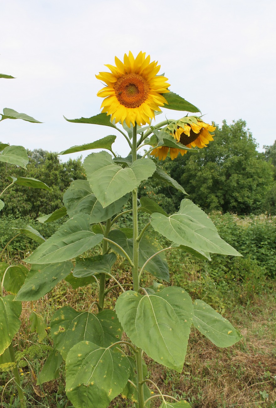 Image of Helianthus annuus specimen.