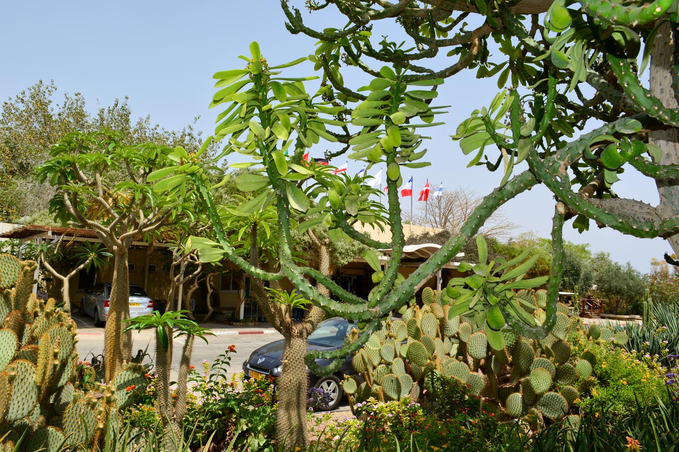 Изображение особи Euphorbia neriifolia.
