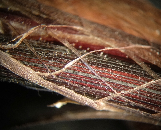 Image of Carex reventa specimen.