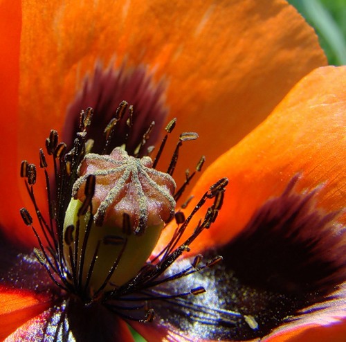Image of Papaver stevenianum specimen.