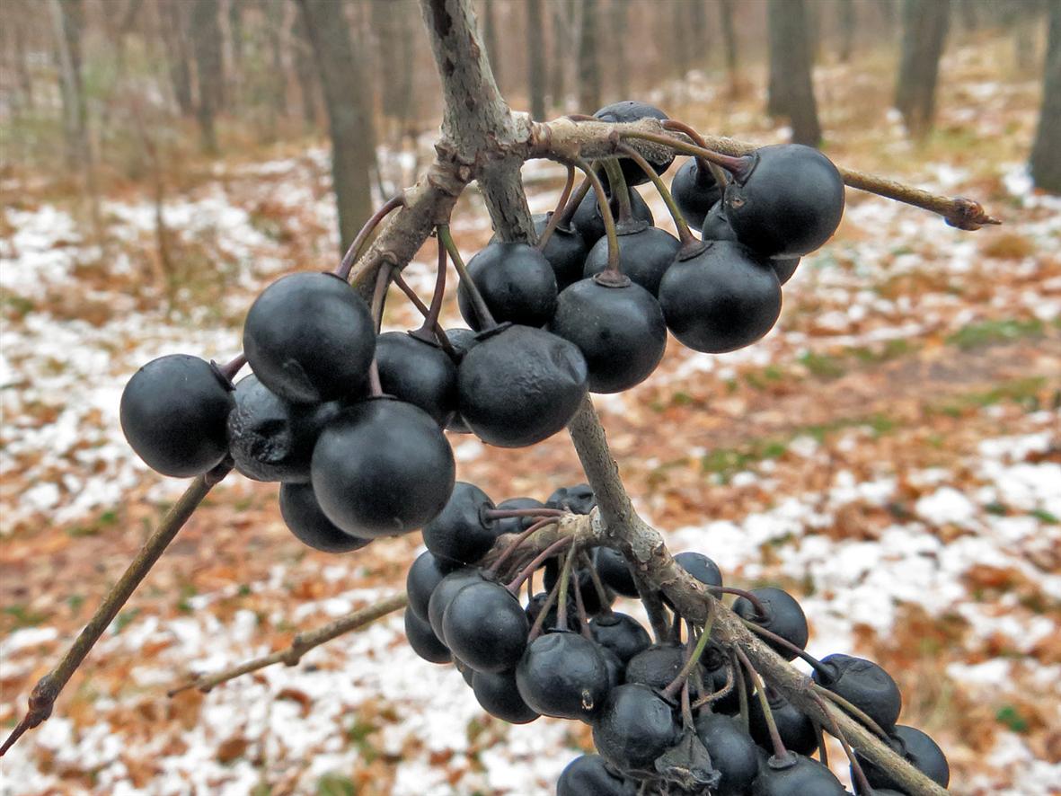 Изображение особи Rhamnus cathartica.