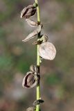 Image of taxon representative. Author is Алим Газиев