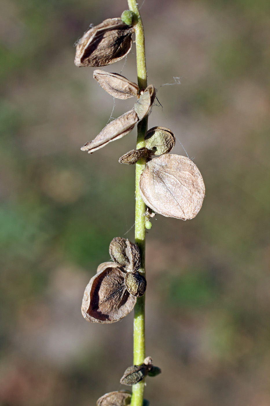 Image of Atriplex micrantha specimen.