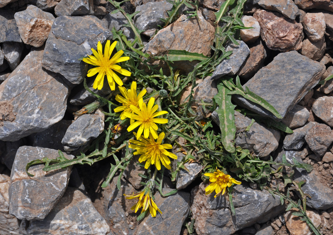 Image of genus Taraxacum specimen.