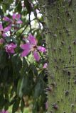 Ceiba speciosa. Часть ствола. Испания, автономное сообщество Каталония, г. Барселона, площадь Пау Вила (Plaça de Pau Vila), в культуре. 29.08.2017.