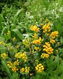 Berberis × bidentata