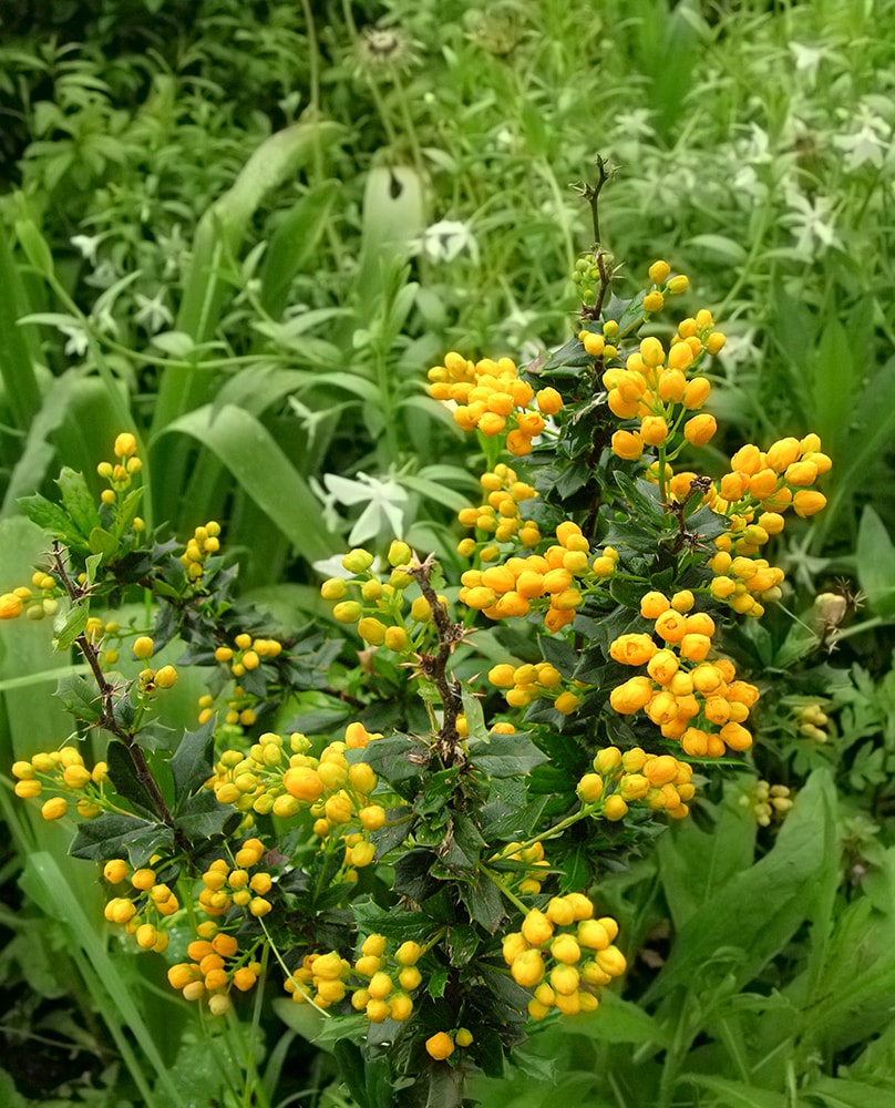 Image of Berberis × bidentata specimen.