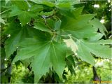 Platanus × acerifolia. Ветвь. Украина, Николаевская обл., Николаевский горсовет, г. Николаев, Заводской р-н, парк \"Лески\". 02.06.2017.