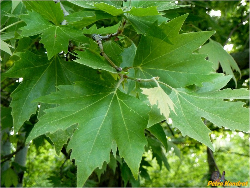 Image of Platanus &times; acerifolia specimen.