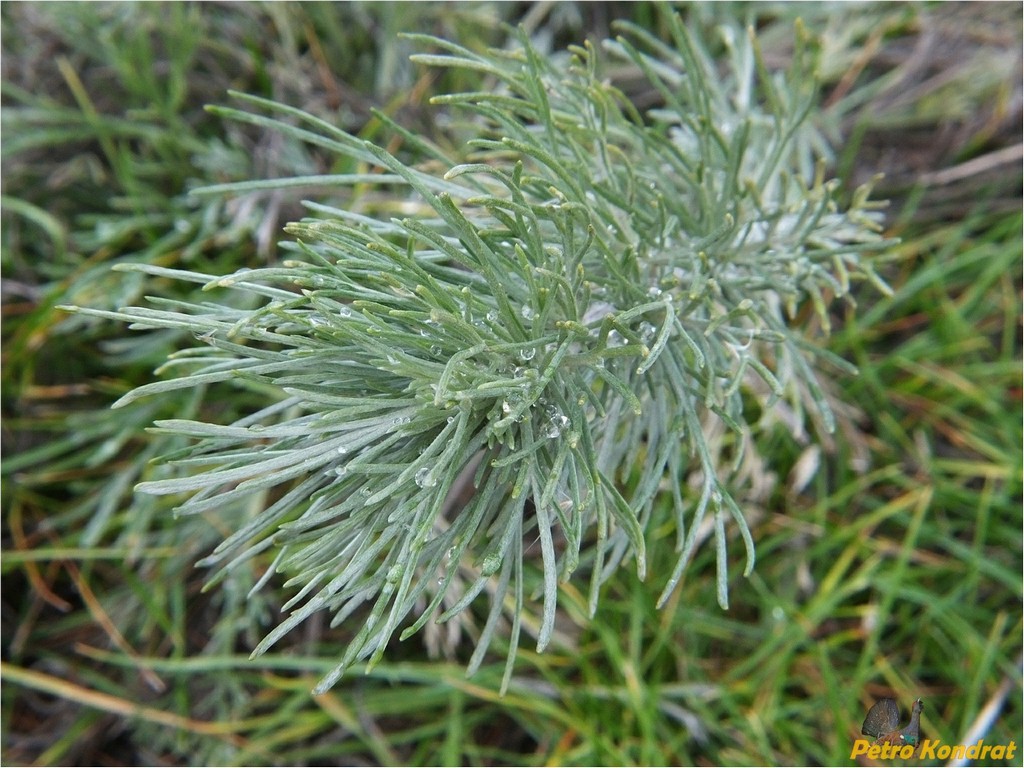 Image of Artemisia marschalliana specimen.