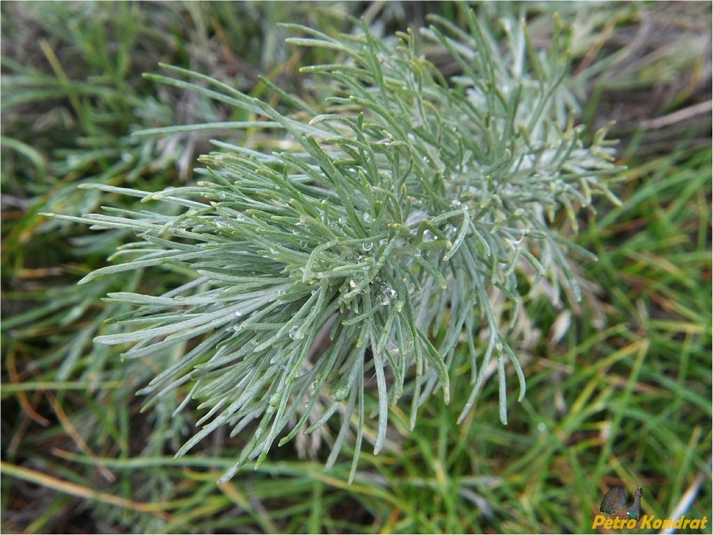 Изображение особи Artemisia marschalliana.