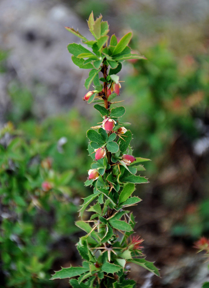 Image of Berberis sibirica specimen.