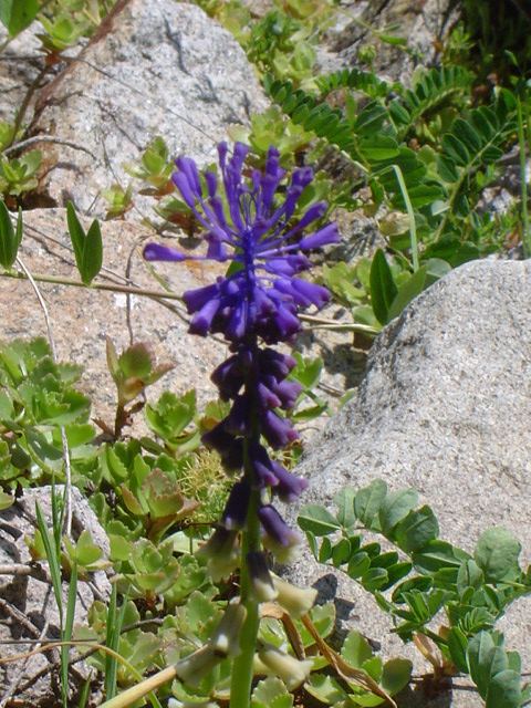 Image of Leopoldia tenuiflora specimen.