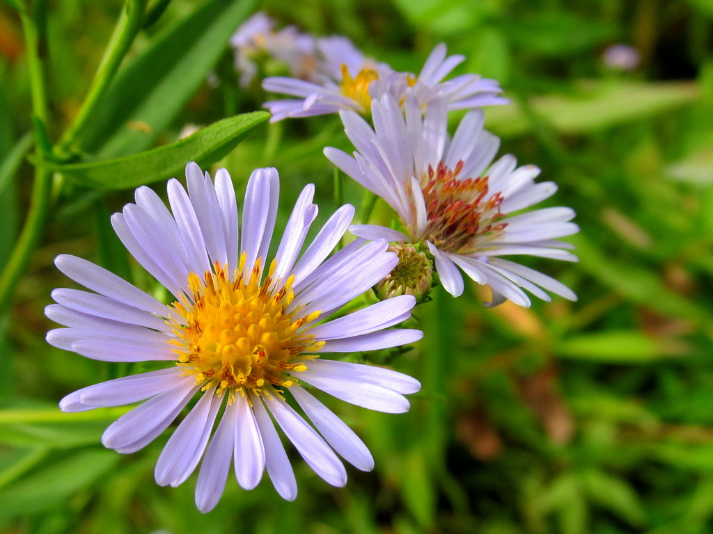 Изображение особи Symphyotrichum &times; salignum.