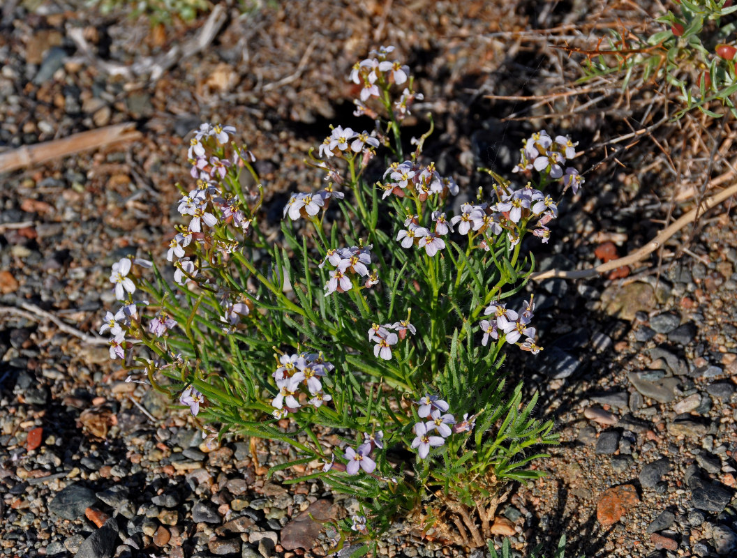 Изображение особи Dontostemon senilis.