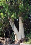Eucalyptus viminalis. Нижняя часть ствола и кроны. Абхазия, Гудаутский р-н, Новый Афон, в культуре. 18.07.2017.