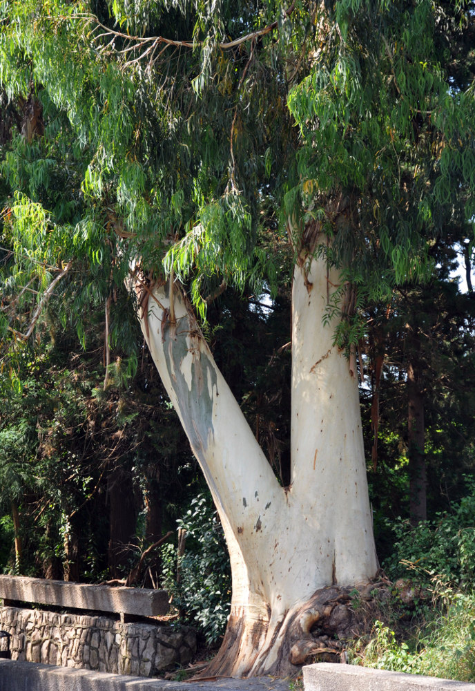 Изображение особи Eucalyptus viminalis.