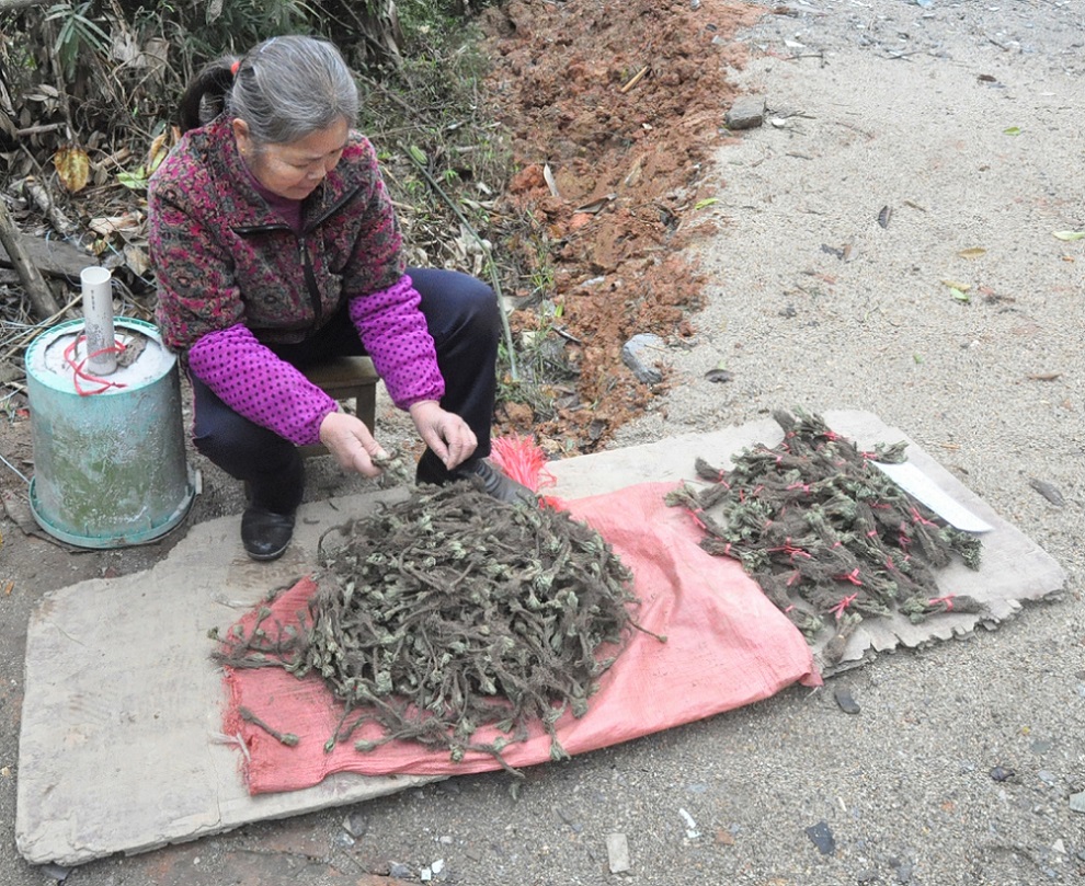 Изображение особи Selaginella tamariscina.