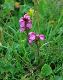 Pedicularis nordmanniana. Верхушки побегов с соцветиями. Абхазия, Рицинский реликтовый национальный парк, гора Агура, урочище Каменная Поляна, ≈ 2400 м н.у.м., субальпийский луг. 14.07.2017.