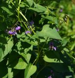 Solanum dulcamara