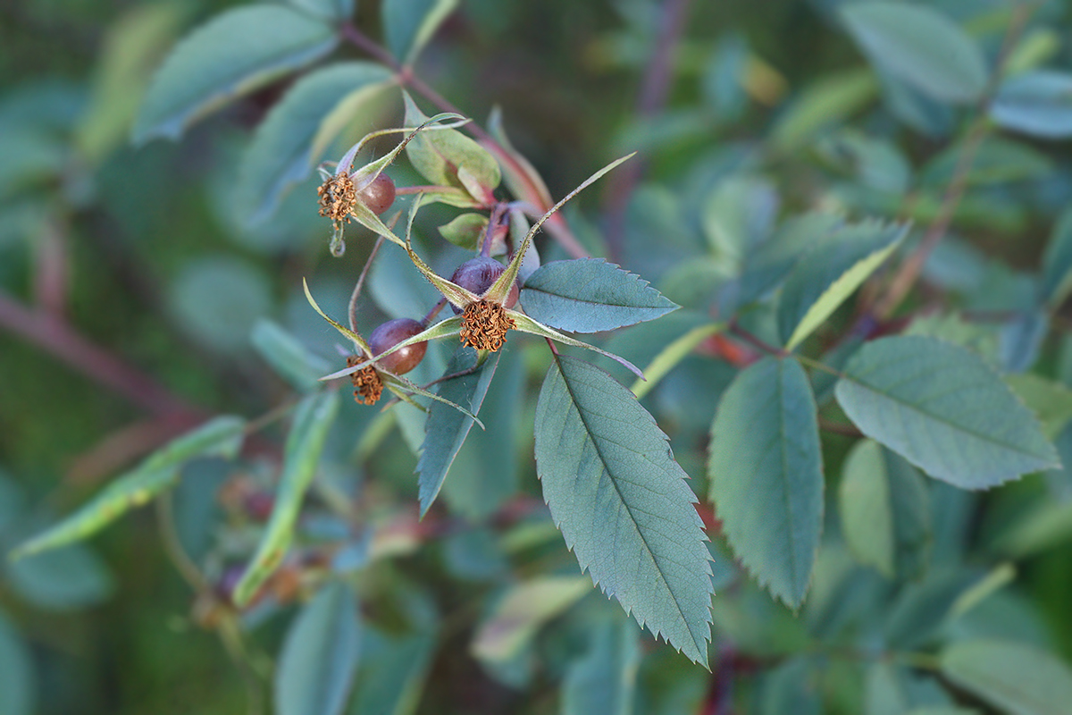 Изображение особи Rosa glauca.