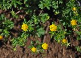 Potentilla humifusa. Верхушки побегов с цветками. Адыгея, Фишт-Оштеновский массив, гора Оштен, ≈ 2200 м н.у.м., каменистый склон. 06.07.2017.