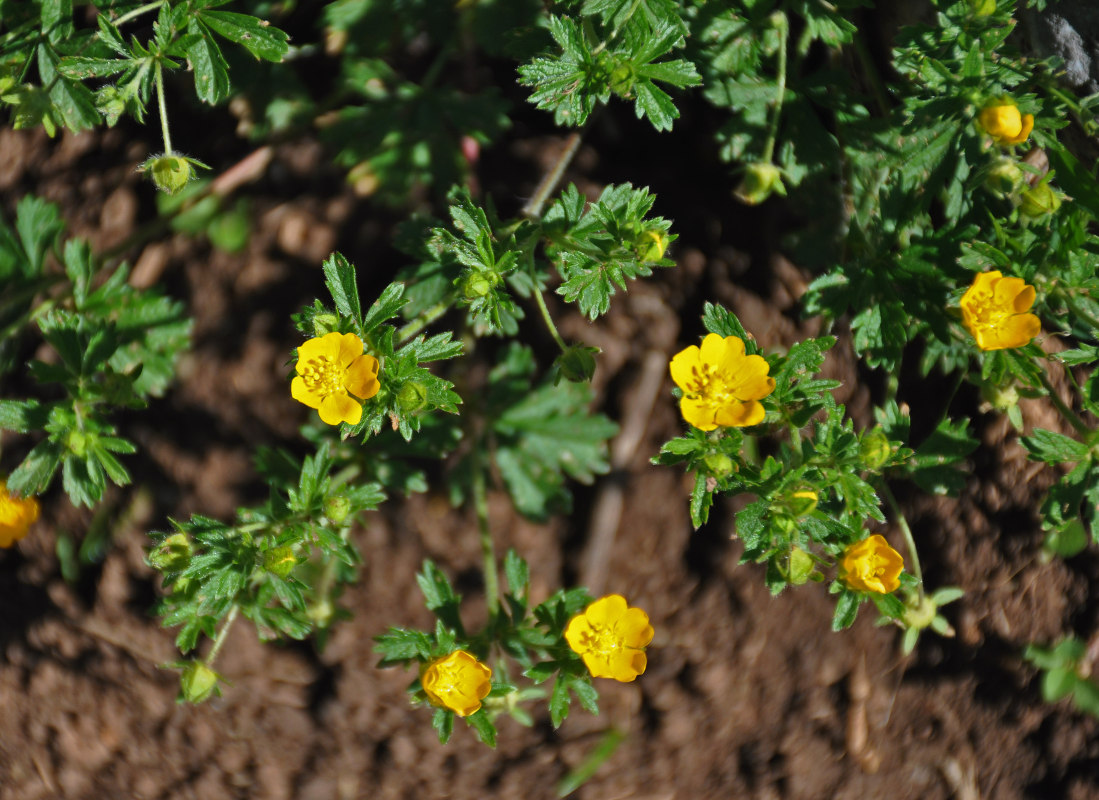 Image of Potentilla humifusa specimen.