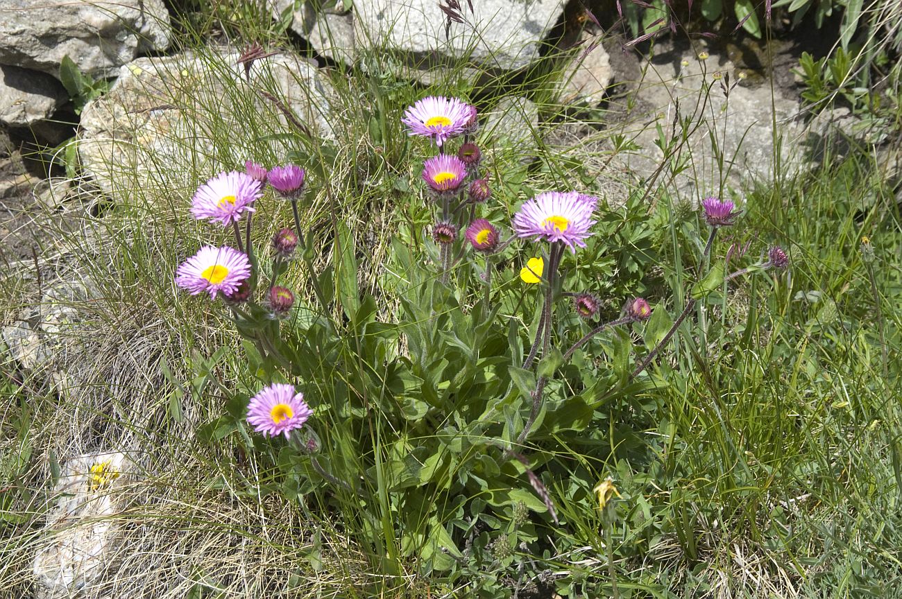 Image of Erigeron venustus specimen.