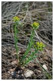 Euphorbia seguieriana. Цветущее растение. Республика Татарстан, Бавлинский р-н, г. Бавлы. 13.05.2010.