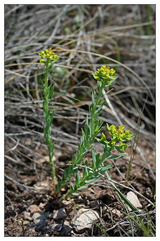 Изображение особи Euphorbia seguieriana.