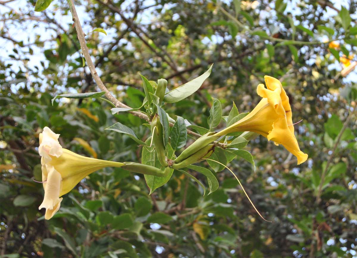 Image of Solandra maxima specimen.