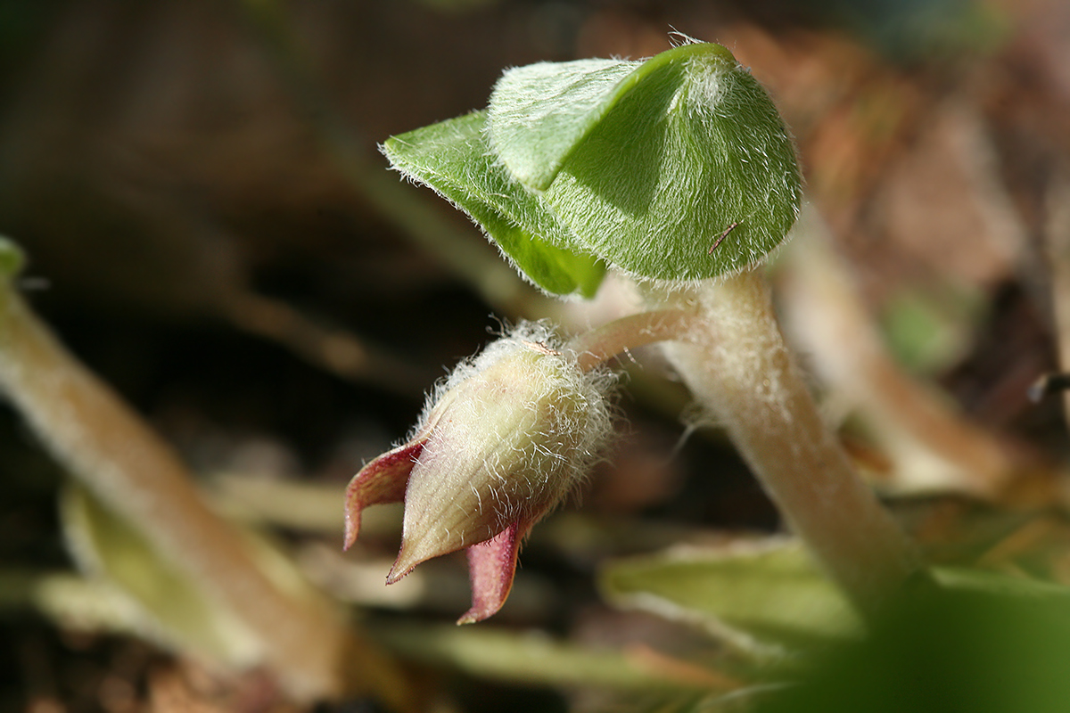 Изображение особи Asarum europaeum.