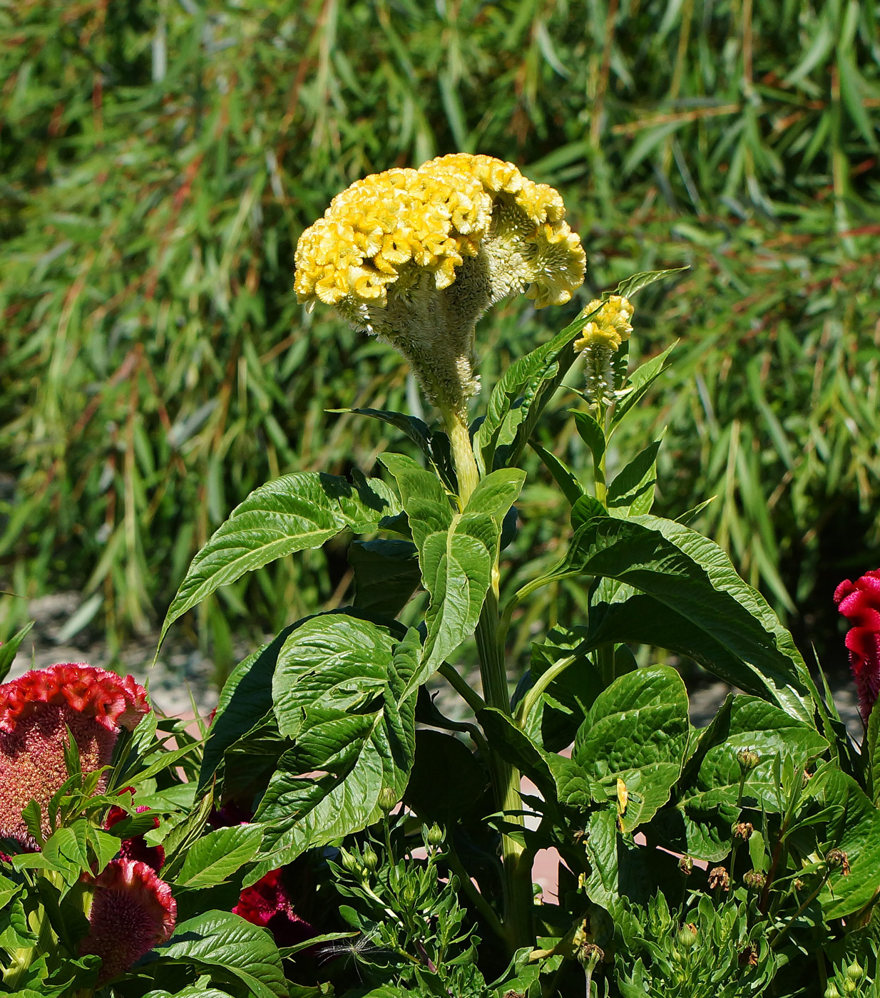 Изображение особи Celosia cristata.
