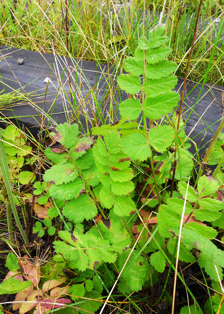 Image of Pimpinella saxifraga specimen.