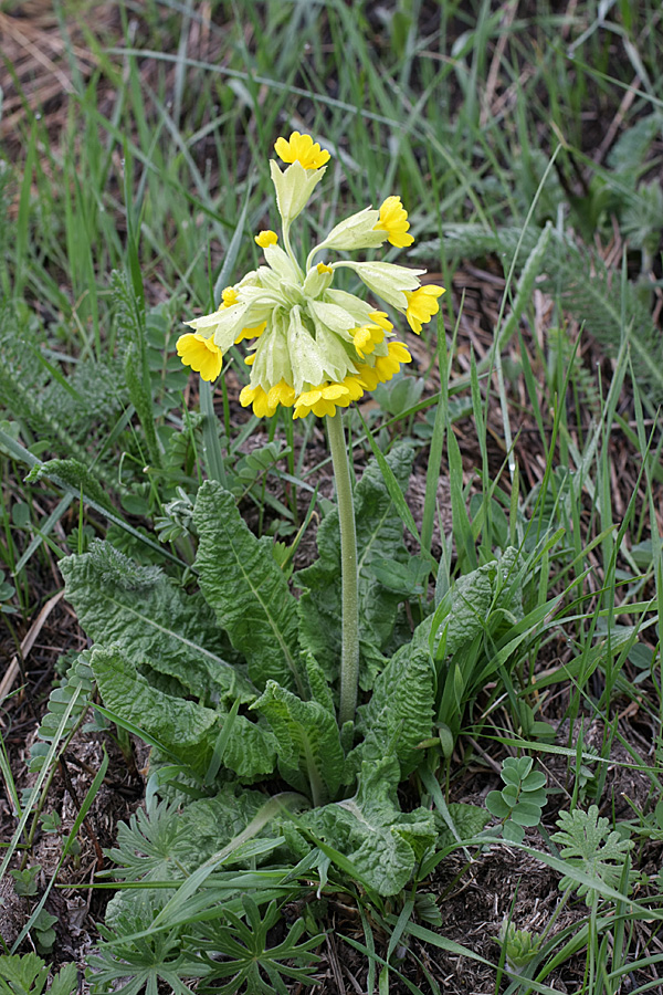 Image of Primula macrocalyx specimen.