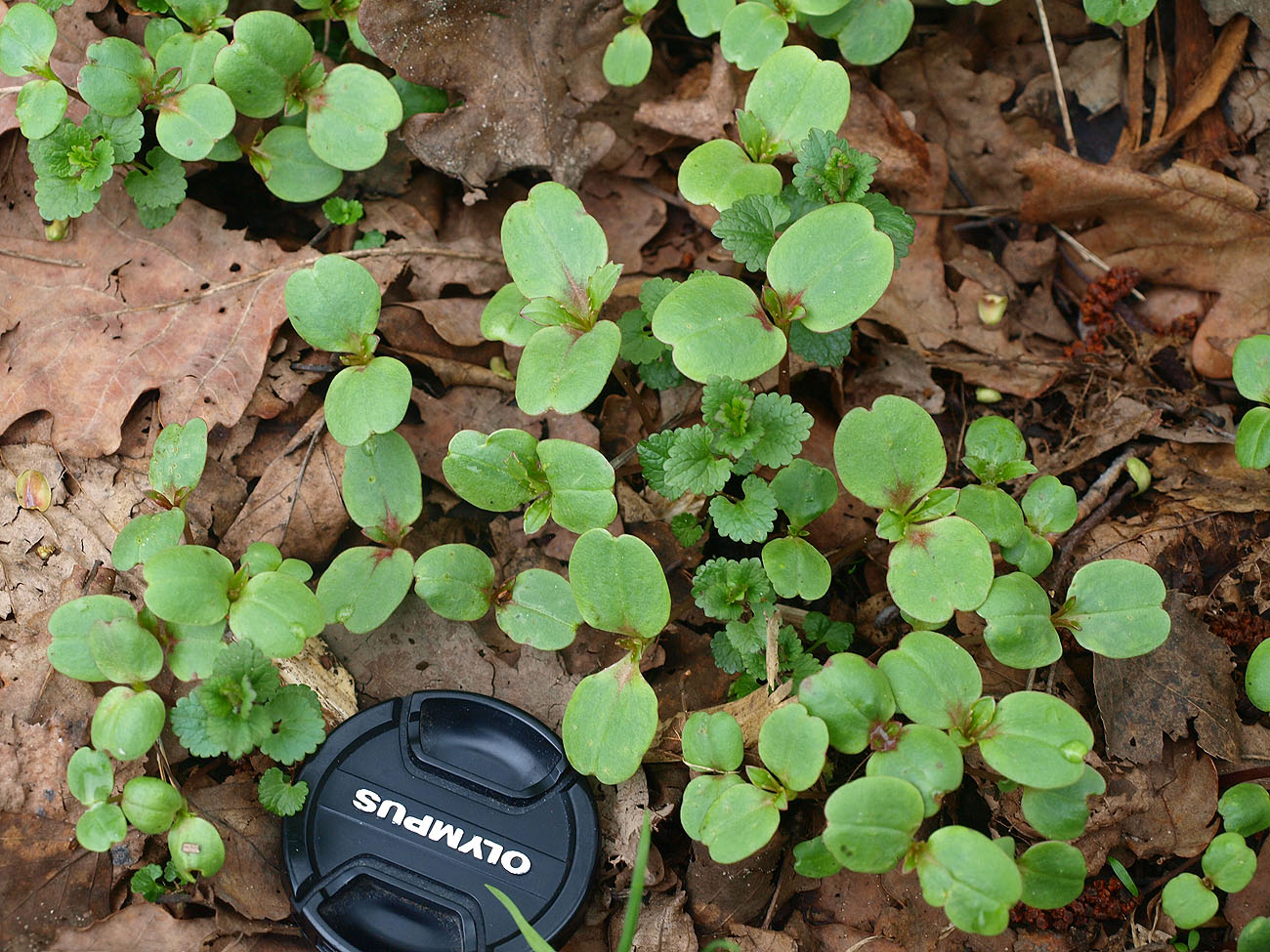 Изображение особи Impatiens glandulifera.