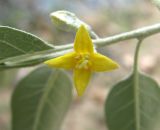 Elaeagnus caspica