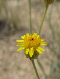 Inula multicaulis. Соцветие с трипсами(?). Казахстан, Актюбинская обл., Байганинский р-н, 100 км ВЮВ пос. Дияр; плато Устюрт, чинк Донызтау, правый борт овр. Курусай; петрофитная парнолистниково-многолетнесолянковая северная пустыня на бровке чинка. 19.06.2017.