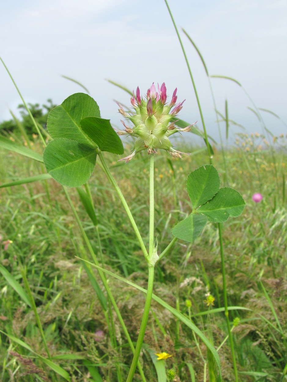 Изображение особи Trifolium spumosum.