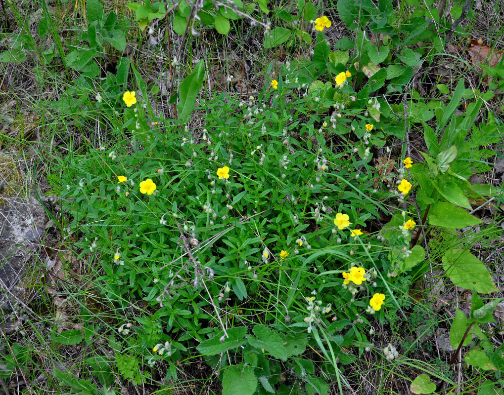 Image of Helianthemum nummularium specimen.